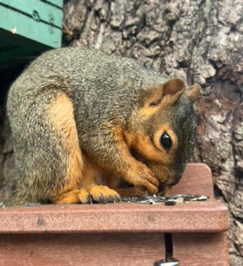 Black oil sunflower seeds: his favorite.