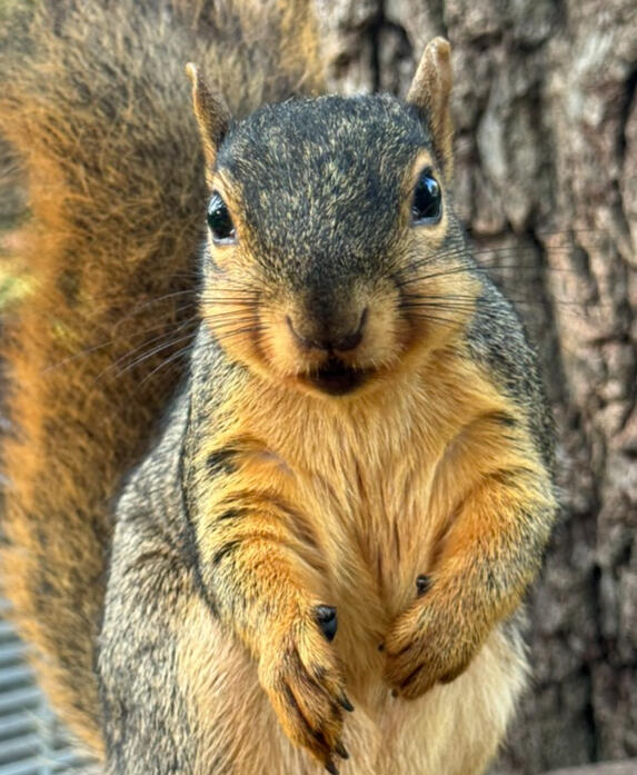 Black oil sunflower seeds: his favorite.