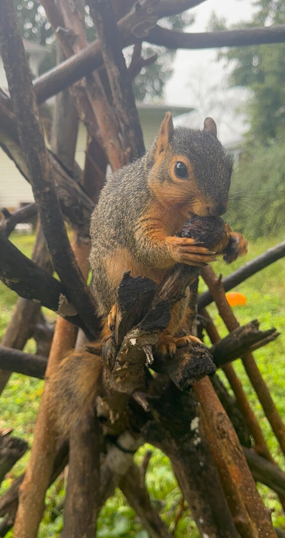 Black oil sunflower seeds: his favorite.
